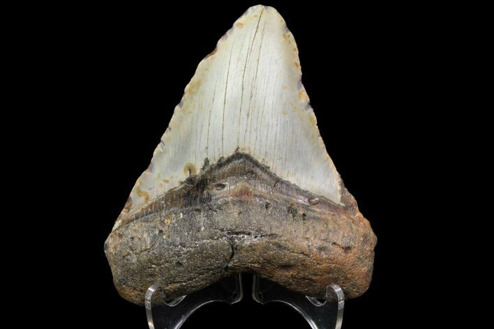 Bargain, Megalodon Tooth - North Carolina #83949